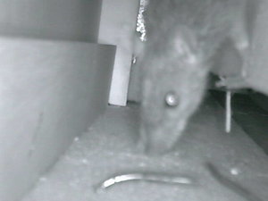 00626E432EF7(KHT Cam)_m20150826050323.jpg