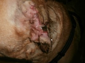 trixi Ohr.jpg trixi Ohr.jpg