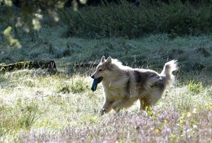 RockxÃ½ dynamisch m gr D.JPG