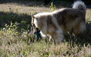 Rocky Dummy aus der Heide.JPG