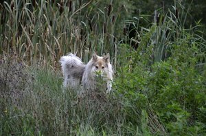 Rocky im GestrÃ¼pp.JPG
