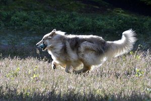 Rocky schnell mit D.JPG