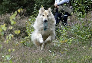 Rocky schnell zu mir.JPG