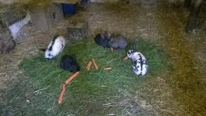 WP_20140520_003.jpg WP_20140520_003.jpg