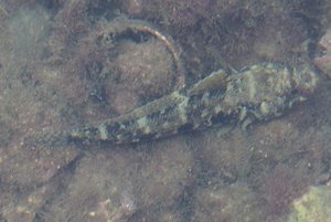 IMG_2729.JPG IMG_2729.JPG