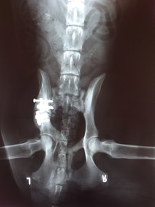 Abby RÃ¶ntgen2.jpg