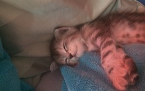 a-finyia.jpg a-finyia.jpg