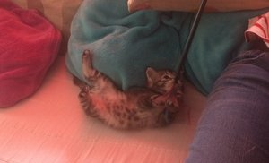 a-faramir.jpg a-faramir.jpg