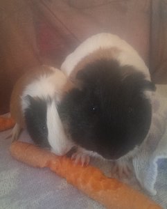 IMAG0271.jpg IMAG0271.jpg