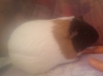 IMAG0276.jpg IMAG0276.jpg