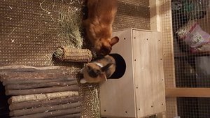 Maya und chester.jpg