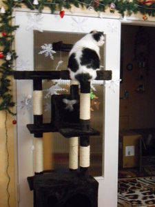 DSCN0729.JPG DSCN0729.JPG