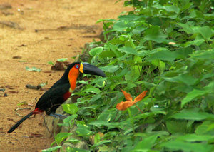 Dottertukan Ramphastos vitellinus.JPG