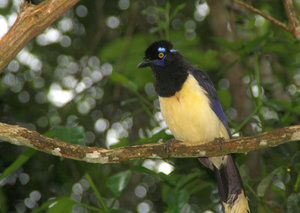 Kappenblaurabe Cyanocorax chrysops.JPG