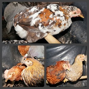 CI 22_01_2016 18_16_49.jpg