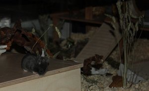 Feivel 002 kleiner.JPG