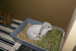 hermine1.jpg hermine1.jpg