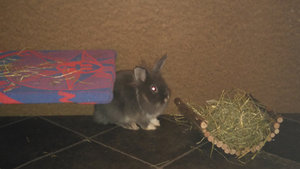 Merlin.jpg Merlin.jpg