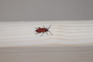 DSC_0121.JPG DSC_0121.JPG