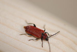 DSC_0126.JPG DSC_0126.JPG