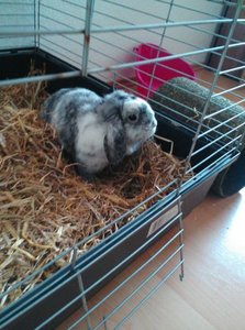 IMG-20160406-WA0005.jpg IMG-20160406-WA0005.jpg