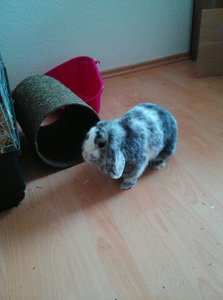 IMG-20160406-WA0004.jpg IMG-20160406-WA0004.jpg