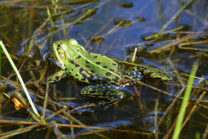 DSC_0935a.jpg DSC_0935a.jpg