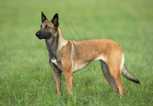 034563_malinois.jpg
