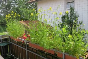 IMG_0344.jpg IMG_0344.jpg