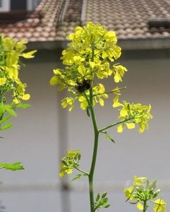 IMG_0351.jpg IMG_0351.jpg