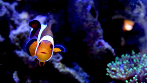 26815569343_8467d6f0fb_b.jpg 26815569343_8467d6f0fb_b.jpg