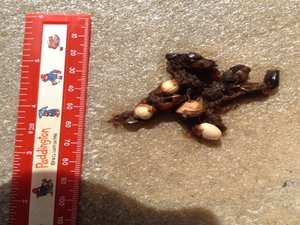 Kothaufen mit Maß 2.jpg Kothaufen mit Maß 2.jpg