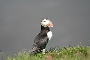 kleinpuffin.jpg