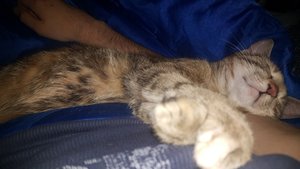 Hotaru.jpg Hotaru.jpg