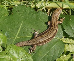 Eidechse.jpg Eidechse.jpg