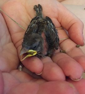 IMG-20160723-WA0002.jpg IMG-20160723-WA0002.jpg