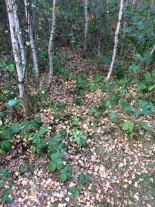 Wald 20160828.JPG Wald 20160828.JPG
