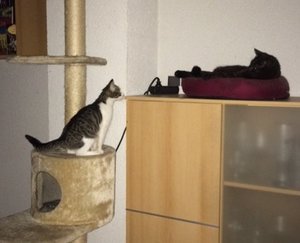 Jimmy auf Kratzbaum.JPG