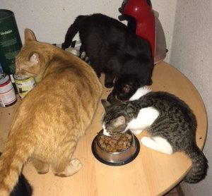 gemeinsames Fressen.JPG