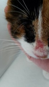 nase 2.jpg nase 2.jpg