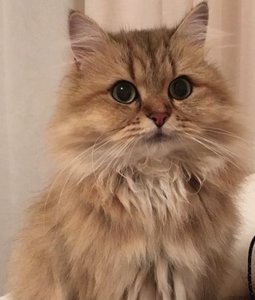 IMG_7336(1).JPG IMG_7336(1).JPG