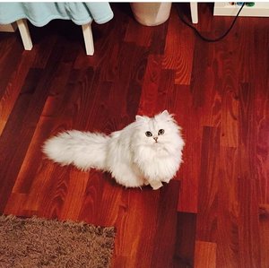 FullSizeRender.jpg FullSizeRender.jpg