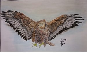 Adlerbussard (1).jpg