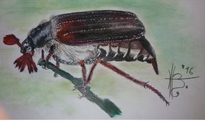 feldmaikÃ¤fer (2).jpg