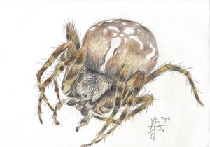 kreuzspinne.jpg
