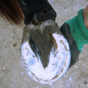 hind right bottom.jpg