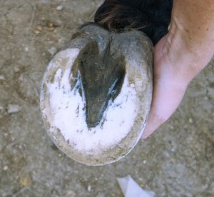 hind left bottom.jpg