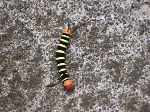 160924-guadeloupe- (329).JPG