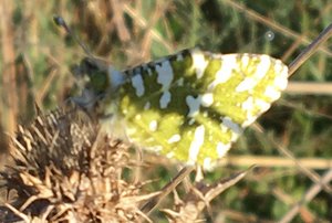 Schmetterling.JPG