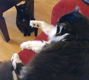 3336363337313366.jpg 3336363337313366.jpg